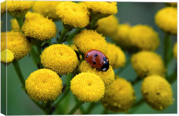 ladybug on yellow flower Canvas Print by Jo Beerens