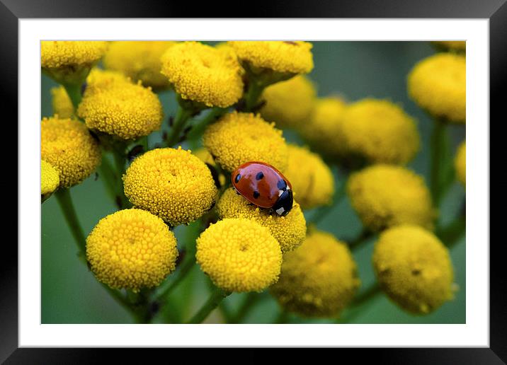 ladybug on yellow flower Framed Mounted Print by Jo Beerens