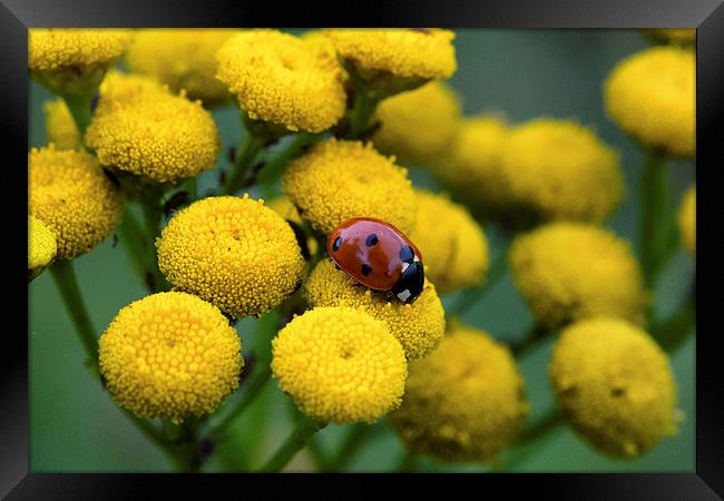 ladybug on yellow flower Framed Print by Jo Beerens