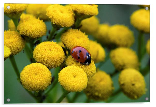 ladybug on yellow flower Acrylic by Jo Beerens