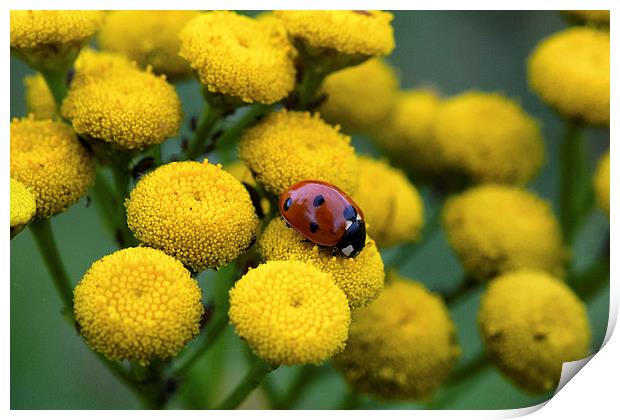 ladybug on yellow flower Print by Jo Beerens