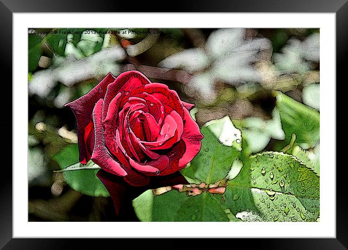 Art work - Red Hybrid Tea rose Framed Mounted Print by Frank Irwin