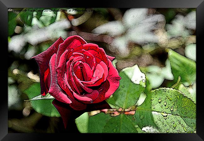 Art work - Red Hybrid Tea rose Framed Print by Frank Irwin