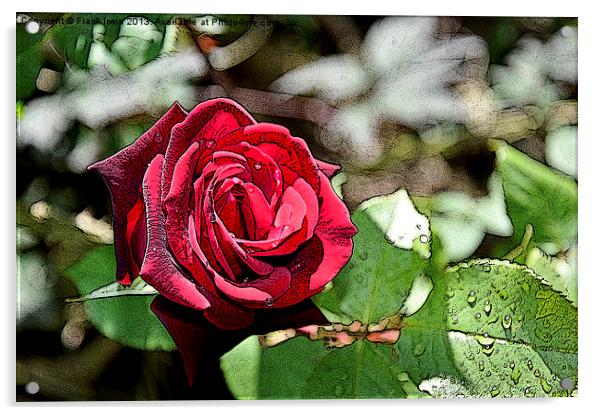 Art work - Red Hybrid Tea rose Acrylic by Frank Irwin