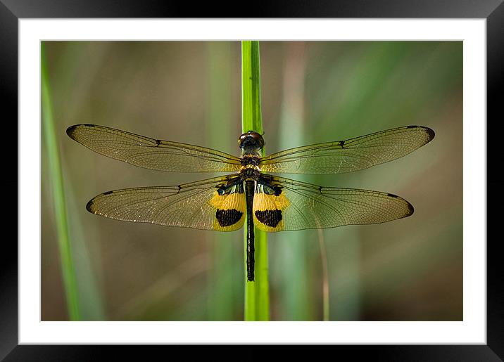 tigerfly Framed Mounted Print by melvin baroga
