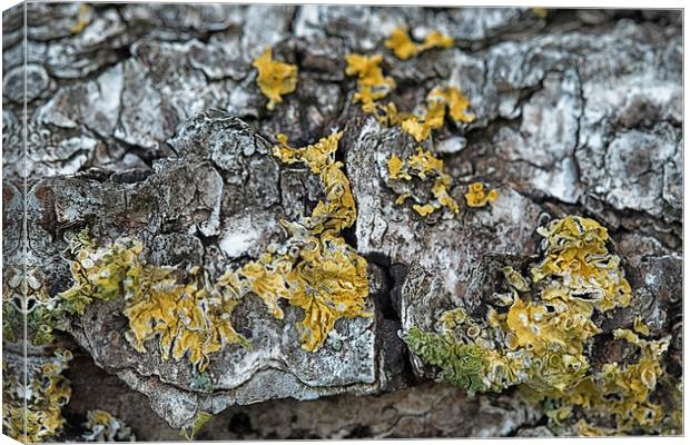 lichen on a bed of bark Canvas Print by Jo Beerens