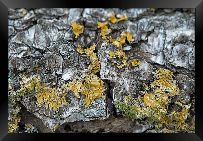 lichen on a bed of bark Framed Print by Jo Beerens