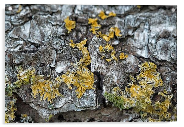 lichen on a bed of bark Acrylic by Jo Beerens