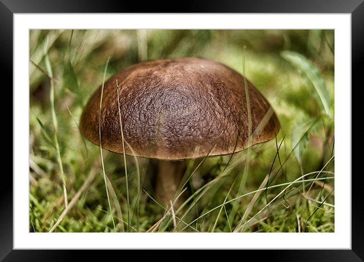 wild mushroom Framed Mounted Print by Jo Beerens