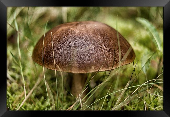 wild mushroom Framed Print by Jo Beerens