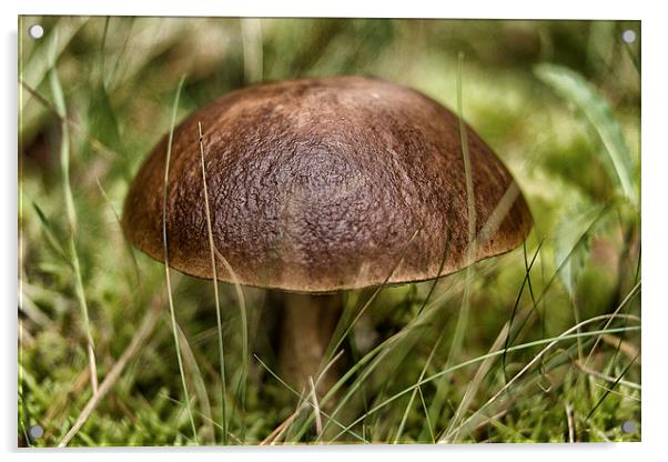 wild mushroom Acrylic by Jo Beerens