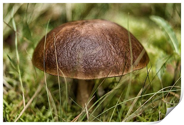 wild mushroom Print by Jo Beerens
