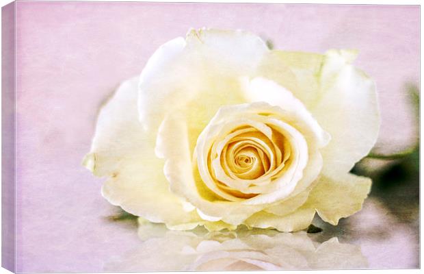 the rose Canvas Print by richard downes