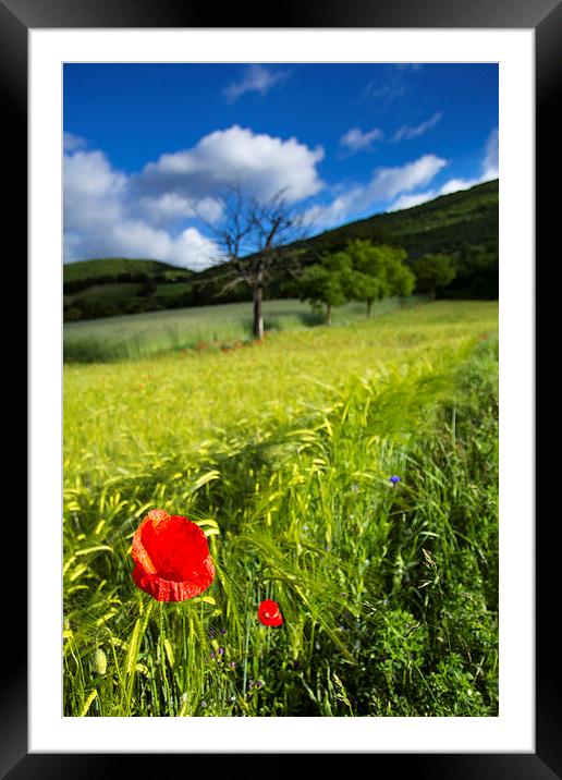 Poppy Framed Mounted Print by Gail Sparks