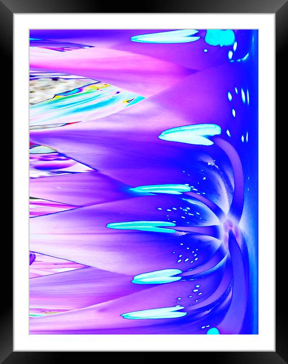 Melting Tigerlily in Blue Framed Mounted Print by Pete Moyes