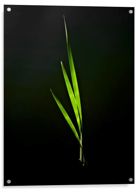 Water Reed Abstract Acrylic by David Pyatt