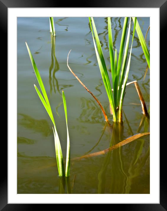 Water Reeds Framed Mounted Print by David Pyatt