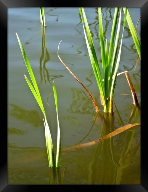 Water Reeds Framed Print by David Pyatt