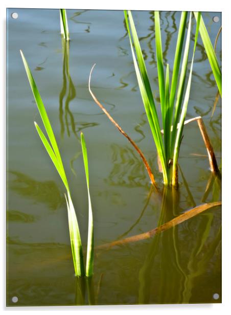 Water Reeds Acrylic by David Pyatt