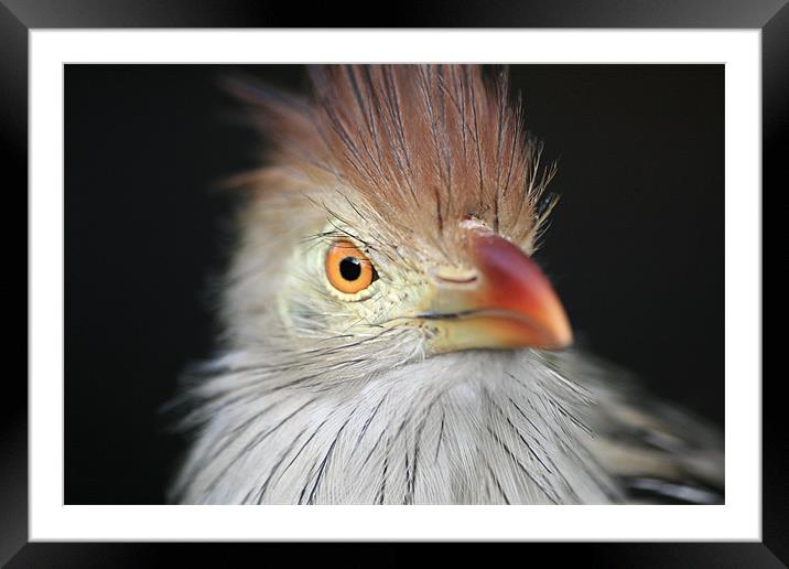 Cheeky Kookaburra Framed Mounted Print by Andre Smit
