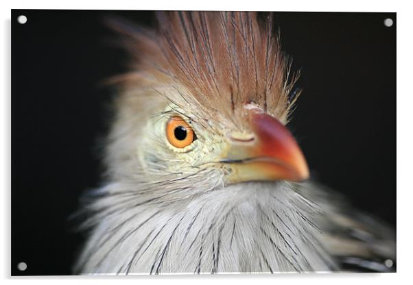 Cheeky Kookaburra Acrylic by Andre Smit