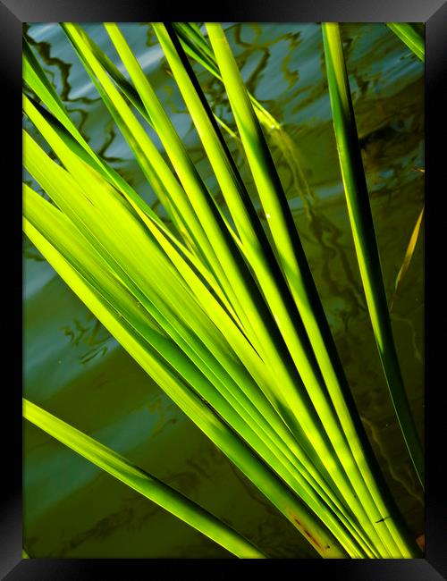 The Reeds Framed Print by David Pyatt