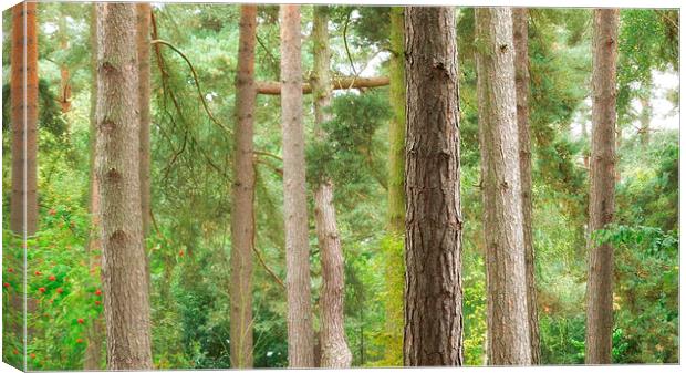 talking with trees Canvas Print by Heather Newton