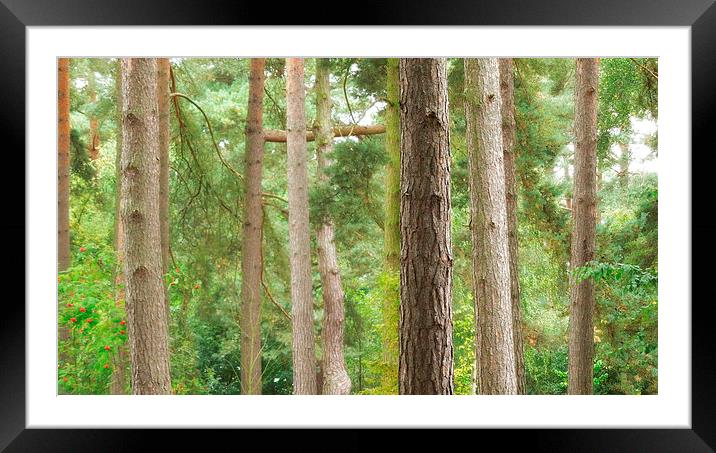talking with trees Framed Mounted Print by Heather Newton