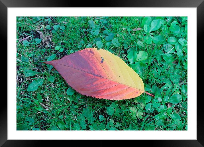 First leaf of the Autumn Framed Mounted Print by Juha Remes
