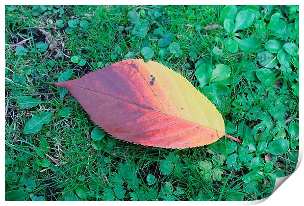 First leaf of the Autumn Print by Juha Remes