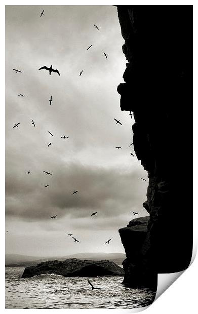 the bird cave Print by Heather Newton