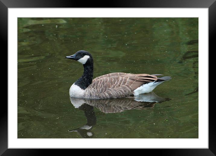 Canada Goose swimming in green water, Manchester, Framed Mounted Print by Juha Remes