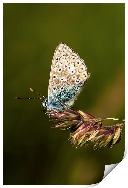 Chalkhill Blue Butterfly Print by Malcolm McHugh