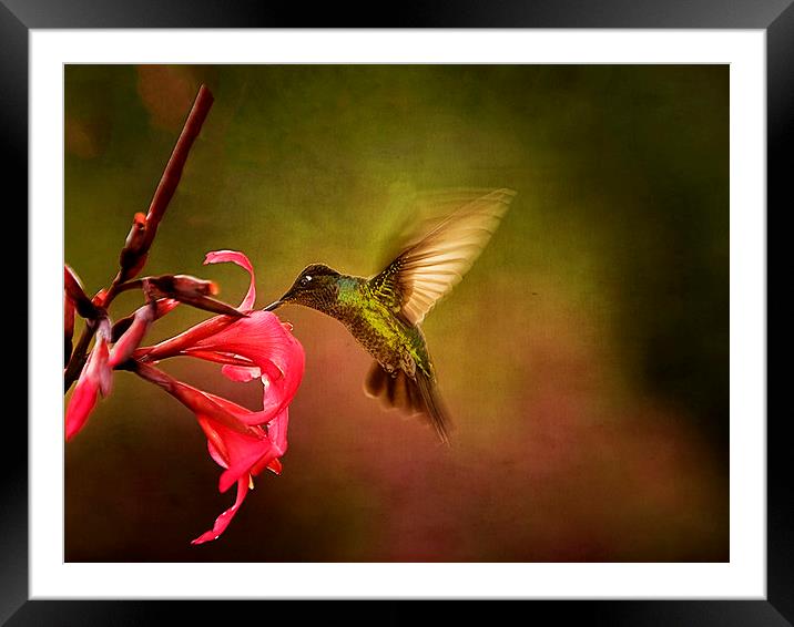 Painterly Hummingbird #1 Framed Mounted Print by Anne Rodkin