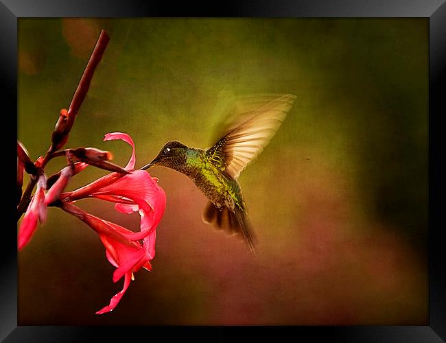 Painterly Hummingbird #1 Framed Print by Anne Rodkin