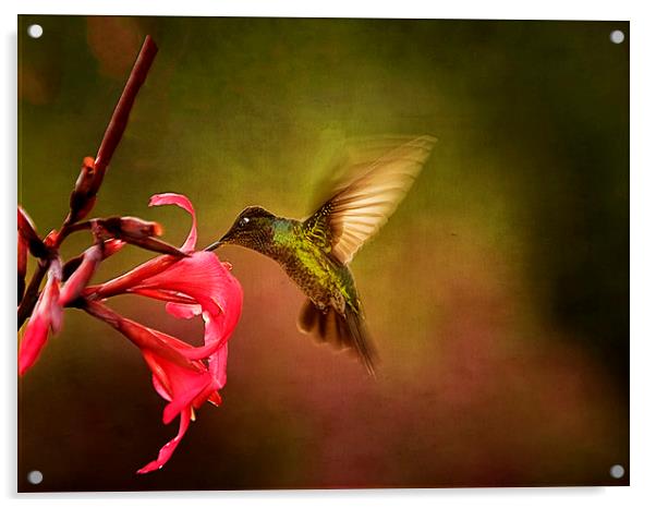 Painterly Hummingbird #1 Acrylic by Anne Rodkin