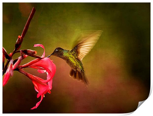 Painterly Hummingbird #1 Print by Anne Rodkin