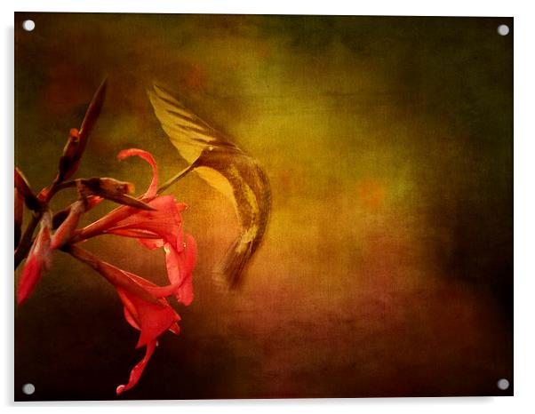 Hummingbird Ballet Acrylic by Anne Rodkin