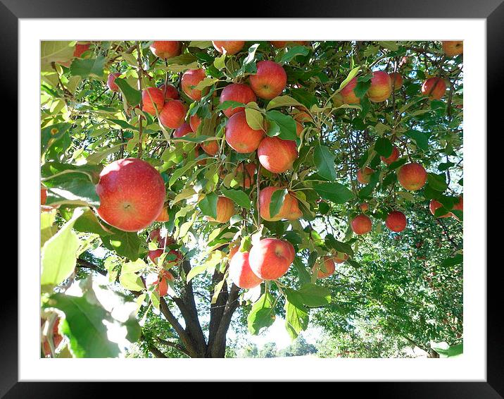 The Apple Tree Framed Mounted Print by Karla Cizerle