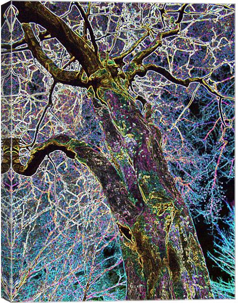 THE LIGHTNING TREE Canvas Print by Mal Taylor Photography
