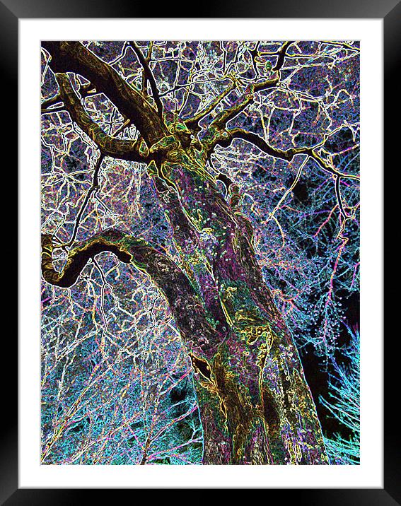 THE LIGHTNING TREE Framed Mounted Print by Mal Taylor Photography