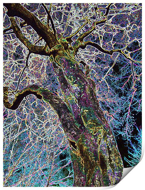 THE LIGHTNING TREE Print by Mal Taylor Photography