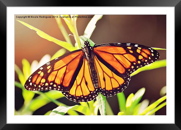 Beautiful Butterfly Framed Mounted Print by Nicole Rodriguez