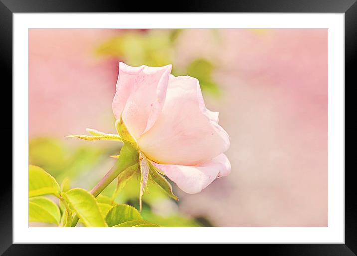 Softly Pink Rose Framed Mounted Print by Nicole Rodriguez