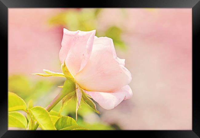 Softly Pink Rose Framed Print by Nicole Rodriguez