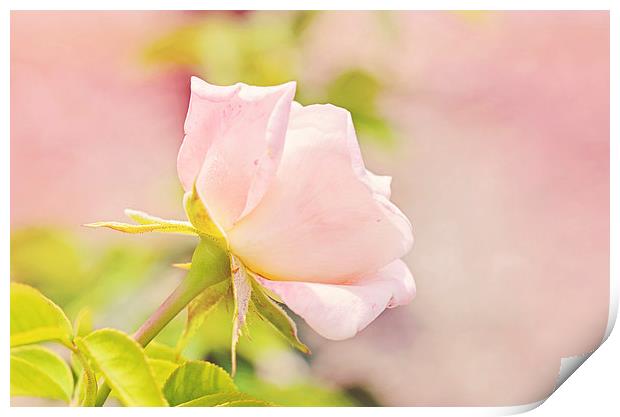 Softly Pink Rose Print by Nicole Rodriguez