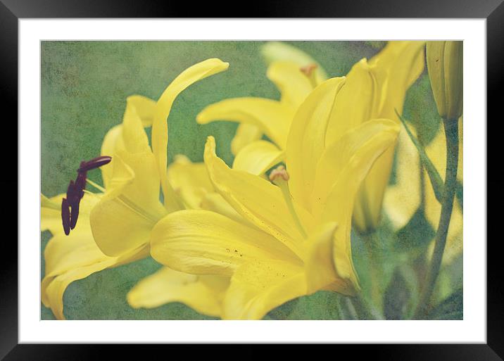 Lily on Texture Framed Mounted Print by Nicole Rodriguez