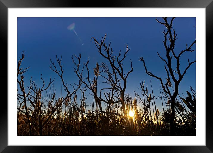 Sunset on Cape Cod seen through reeds and branches Framed Mounted Print by Marianne Campolongo