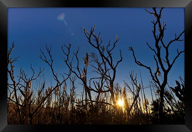 Sunset on Cape Cod seen through reeds and branches Framed Print by Marianne Campolongo