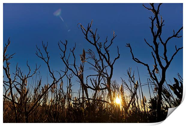 Sunset on Cape Cod seen through reeds and branches Print by Marianne Campolongo